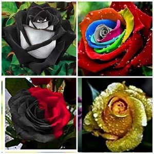 Meet your Posher, Pure